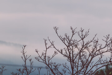 autumn trees with gloomy cloudy sky and mountains in the distance