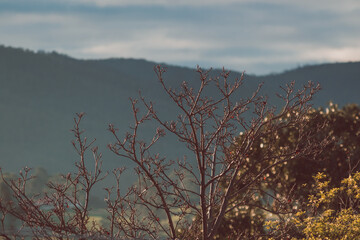 autumn trees with golden light and mountains in the distance
