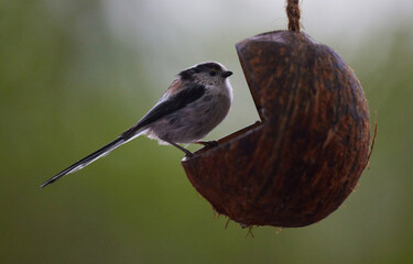 Schwanzmeise (Aegithalos caudatus)
