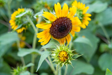 sunflower in the field
