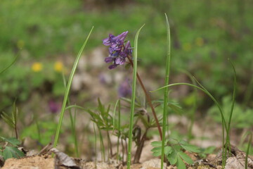 Corydalis flowers bloomed in the spring forest