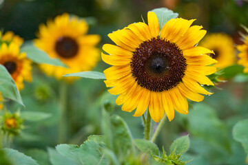 sunflower in the field