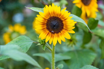 sunflower in the field
