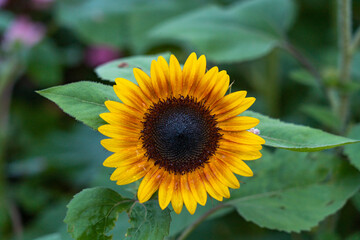 sunflower in the field