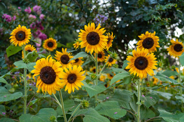 Obraz premium sunflower in the field