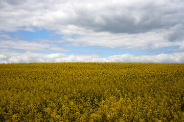 Obraz premium Sky with clouds on the background of a rapeseed field. High resolution photo