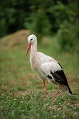 white stork in the grass
