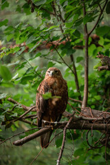 red tailed hawk