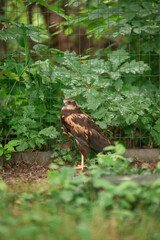 eagle in the zoo