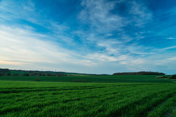 Fototapeta na wymiar Evening walk, sunset in the fields, Essex, area of Saffron Walden, UK