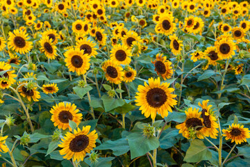 sunflower in the field