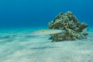 Fish swim in the Red Sea, colorful fish, Eilat Israel
