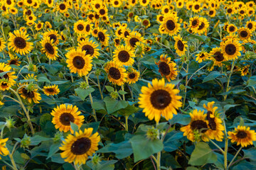 sunflower in the field