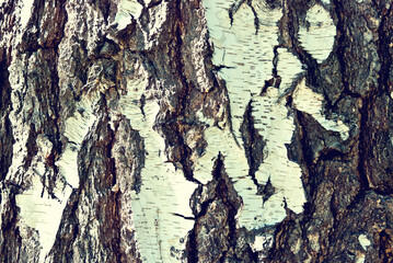 birch bark