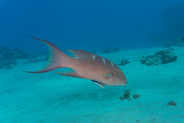 Fish swim in the Red Sea, colorful fish, Eilat Israel

