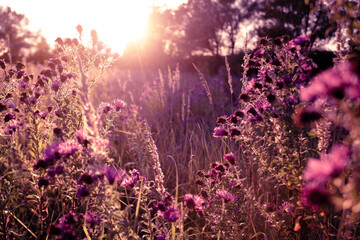 Wildes Gras und Blumen im Herbst auf einer Wiese in den Strahlen der goldenen Stundensonne. Saisonaler romantischer künstlerischer Weinleseherbstfeldlandschaftstierhintergrund mit Morgensonnenlicht