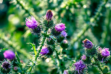 purple flower of the Thistle blooms in the meadow