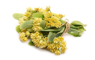 Linden flowers with leaves tied bouquet with string isolated on white background