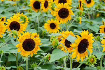 Fototapeta premium sunflower in the field