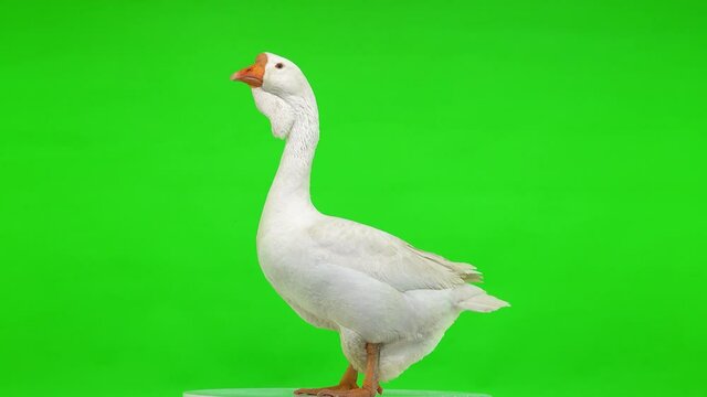 white kholmogory goose female stands standing in profile and makes a sound on a green screen, studio.