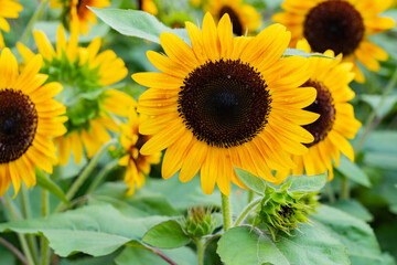 sunflower in the field