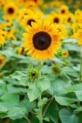 sunflower in the field
