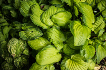 green background