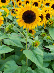 sunflower in the field