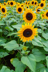 Obraz premium sunflower in the field