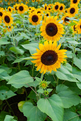 sunflower in the field