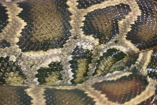 beautiful dangerous snake silent stealth reptile venom