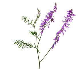 Purple field flowers with stem isolated on white background, clipping path