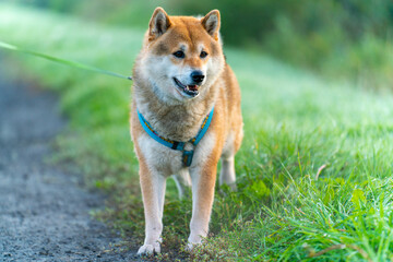 Shiba Inu