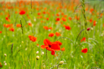 colorful summer field of red poppies 