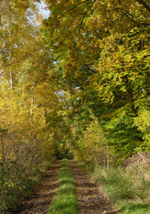 Herbstwald 1