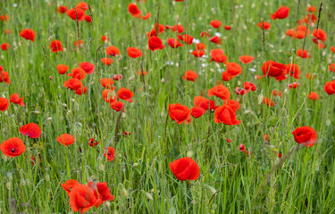 Fototapeta na wymiar colorful summer field of red poppies 