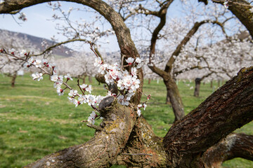 Obraz premium Wachau Austria