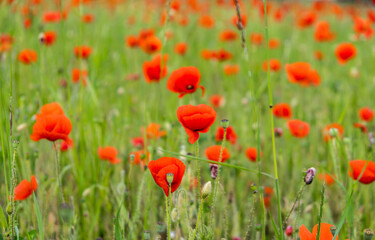 Obraz premium colorful field of red poppies 