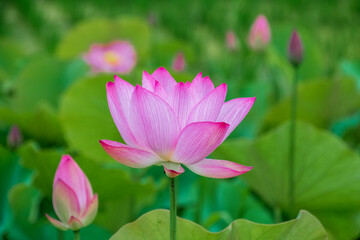 Fototapeta premium Lotus