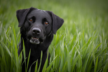 black labrador retriever