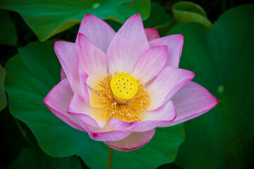 Lotus flower
