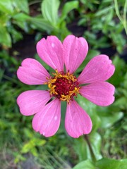 Fototapeta premium bee on flower