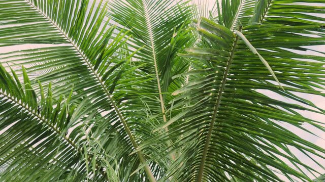 Beautiful panoramic footage of a palm tree with green foliage and bright yellow ripe coconuts hanging in a bunch. Organic nutritious food of the tropical agriculture. Country side close up garden view
