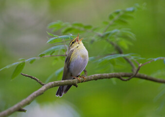 Fluiter, Wood Warbler, Phylloscopus sibilatrix