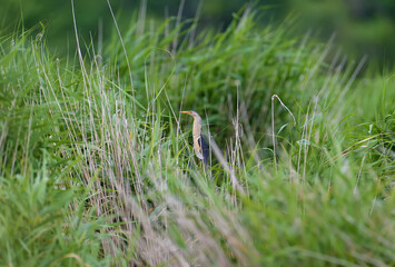 A little bittern male is photographed in its natural habitat against the backdrop of the sky and reeds. Large plan and detailed photos