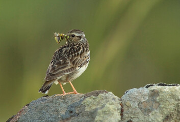 Wood Lark, Boomleeuwerik, Lullula arborea