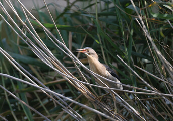 A little bittern male is photographed in its natural habitat against the backdrop of the sky and reeds. Large plan and detailed photos