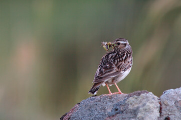 Wood Lark, Boomleeuwerik, Lullula arborea