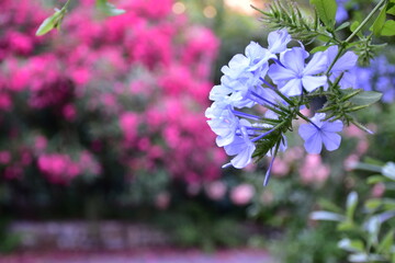 fiore 