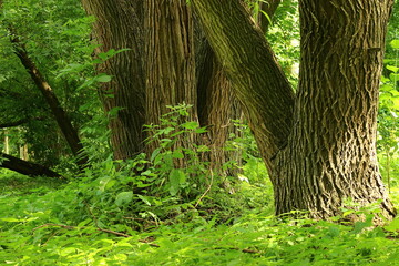 View with trees on a summer day.